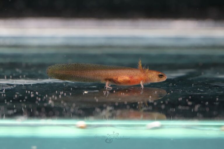 Cynops ensicauda ensicauda larva