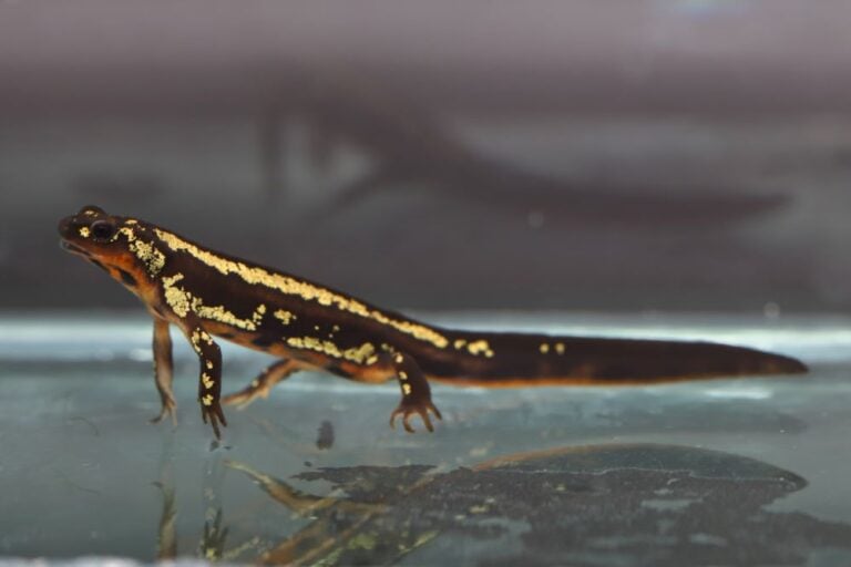 Cynops ensicauda popei female