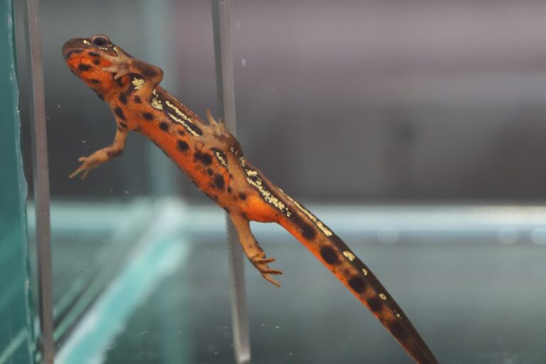 Cynops ensicauda popei male ventral view