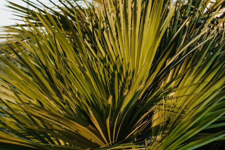 Understanding Erectile Dysfunction: Symptoms, Causes, and Treatment Options 4 long leaves of a saw palmetto tree