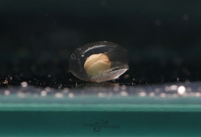 Cynops ensicauda popei egg