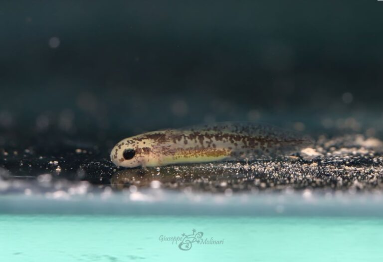 Cynops ensicauda popei larva