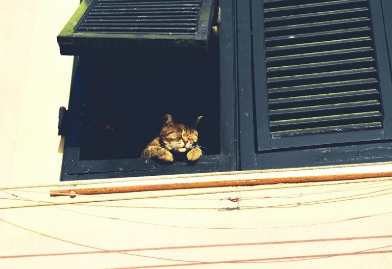 Image of the cutest cat staring out of the window