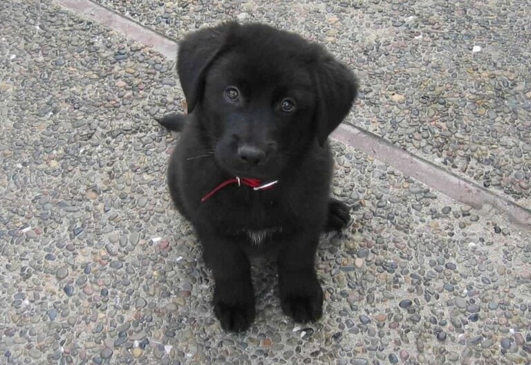 linus black lab aussie mix