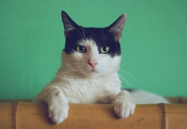 serious cat look