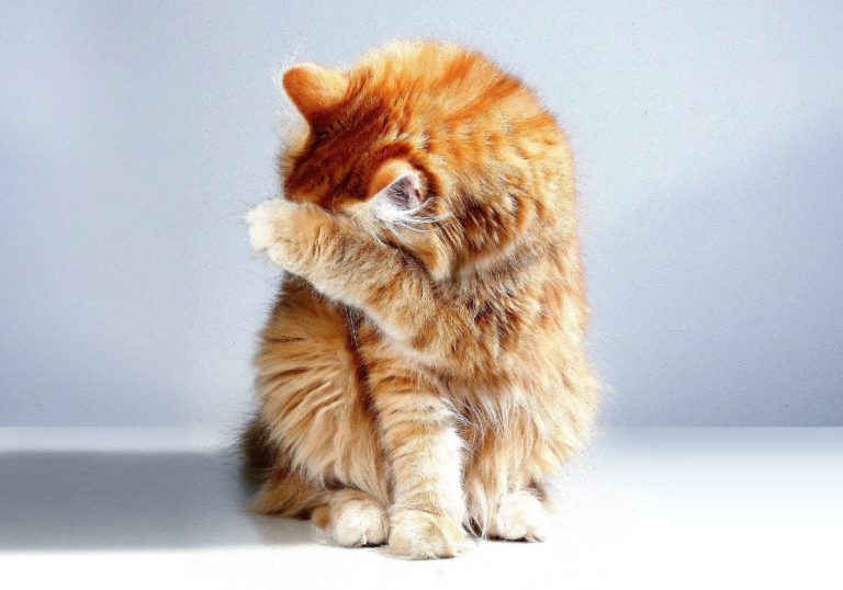 cat covering face and nose
