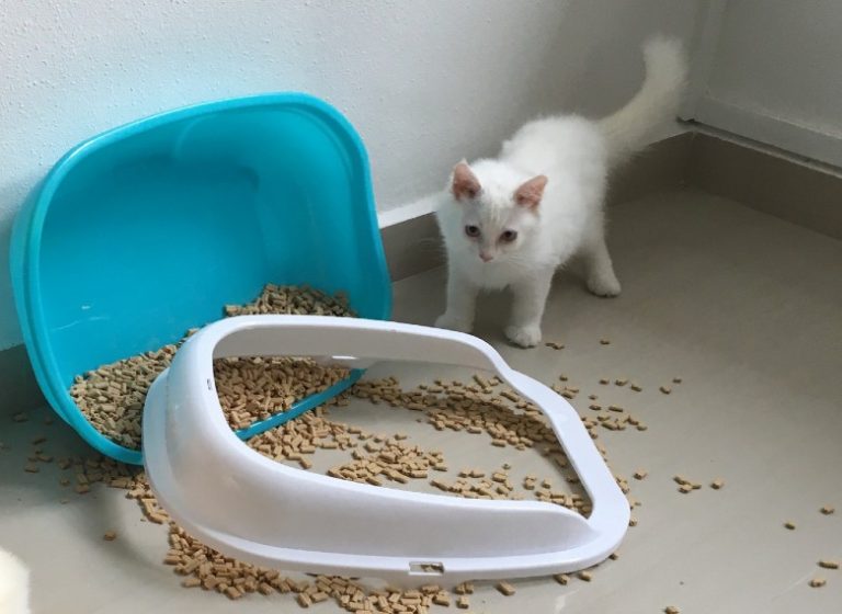 cat throwing litter on the floor