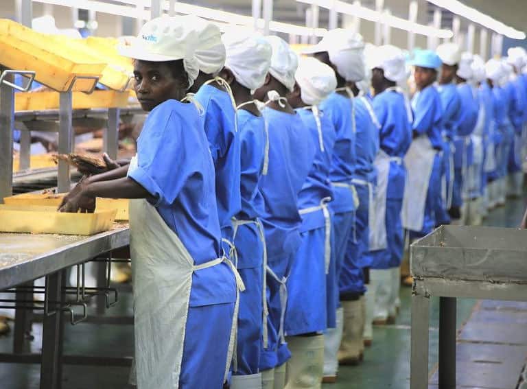 solomon islands tuna factory
