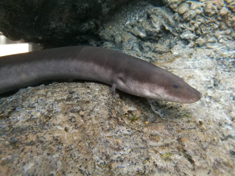 Amphiuma tridactylum, photo by Andrea Aiello
