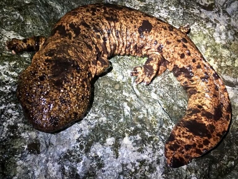 Andrias japonicus by Chris McCarty