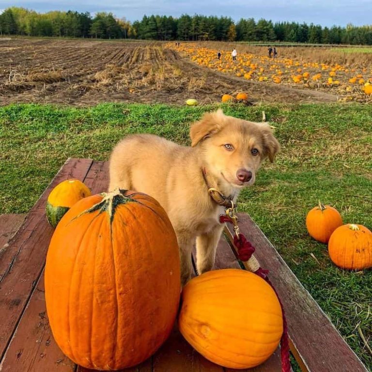 Coopers CSA Farm Pumpkin Patch