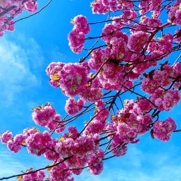 Queenston Heights Cherry Blossoms