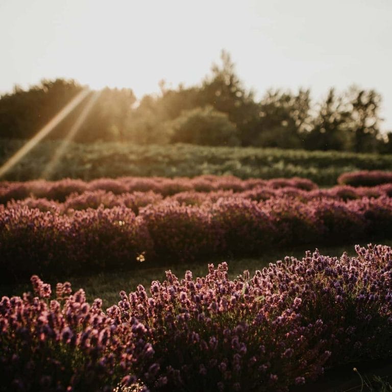 South Bay Fields Lavender Farm Collingwood Ontario