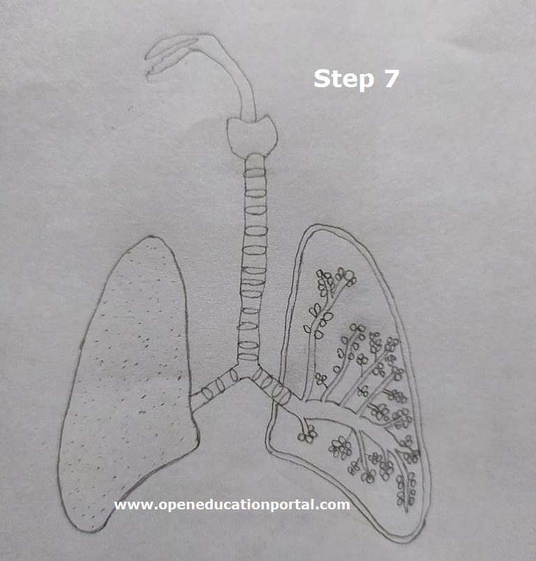 how-to-draw-respiratory-system-step7