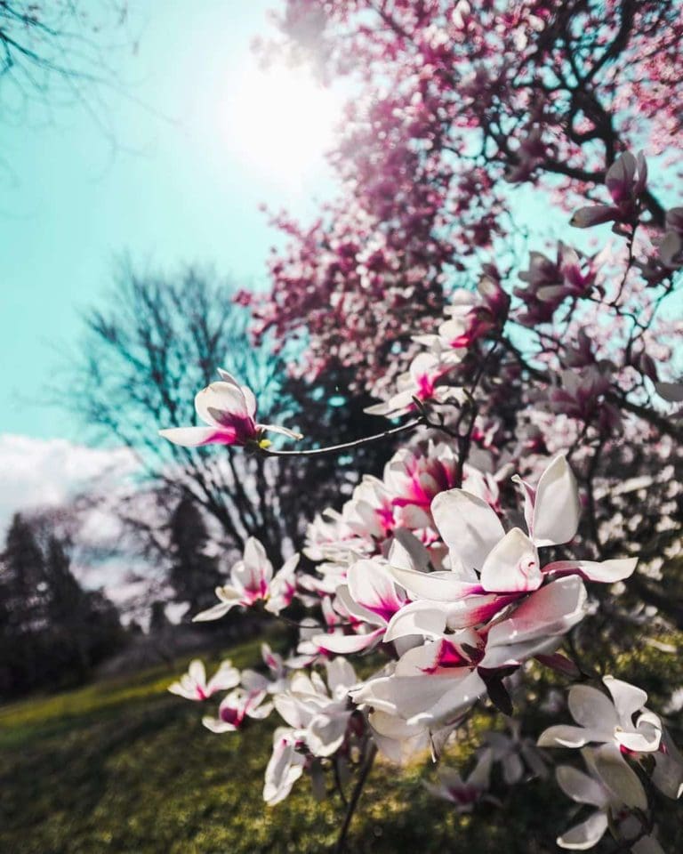 Cherry Blossoms in Ontario The Complete Guide Travelling Wellman