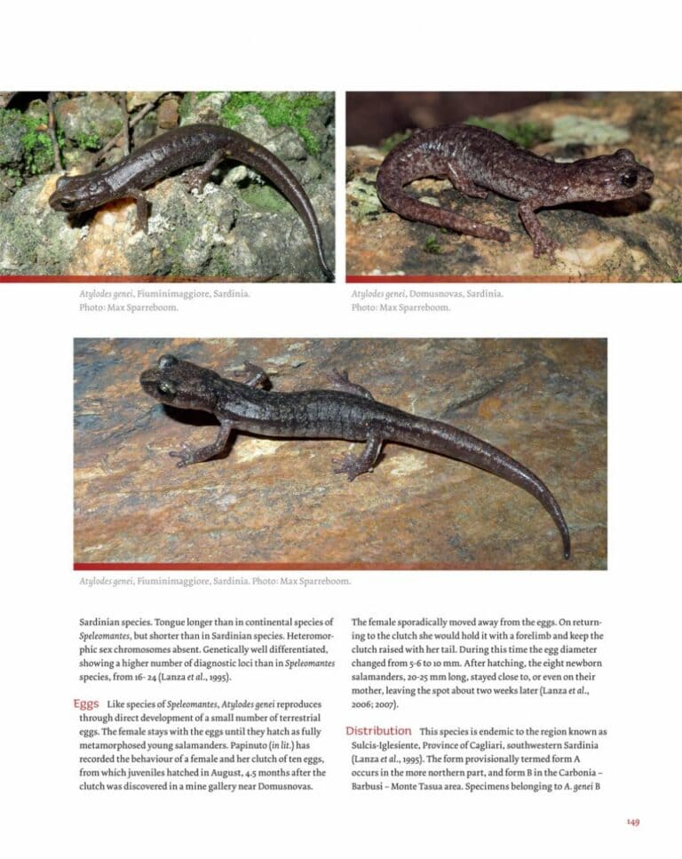 salamanders of the old world page