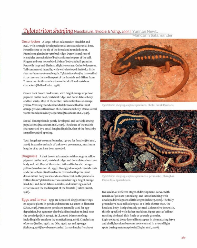 salamanders of the old world page