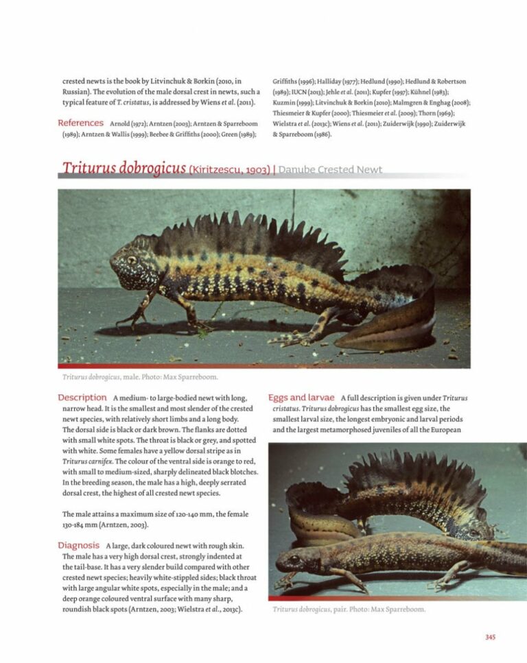 salamanders of the old world page