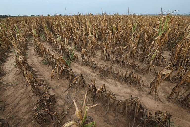 NEW HARMONY, IN - AUGUST 03:  Drought-damaged corn sits in a field August 4, 2012 near New Harmony, Indiana. More than half of the counties in the United States have been designated disaster areas, mostly due to drought conditions throughout the Midwest.  (Photo by Scott Olson/Getty Images)