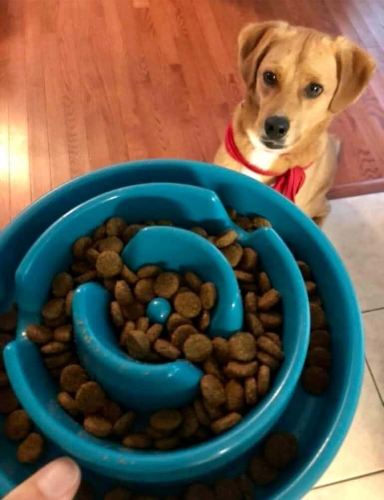 Pet sitting client Truman with his slow feeder dog bowl