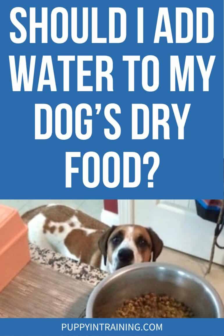 Should I Add Water To My Dog's Dry Food?