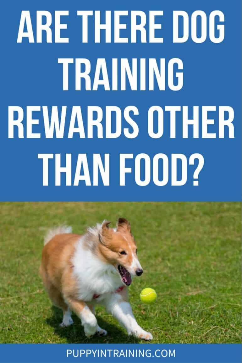 Are There Dog Training Rewards Other Than Food? - dog playing with ball