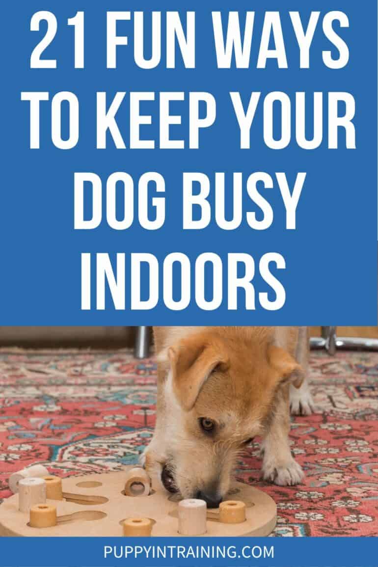 10 Ways to Keep Your Dog Busy During the Day