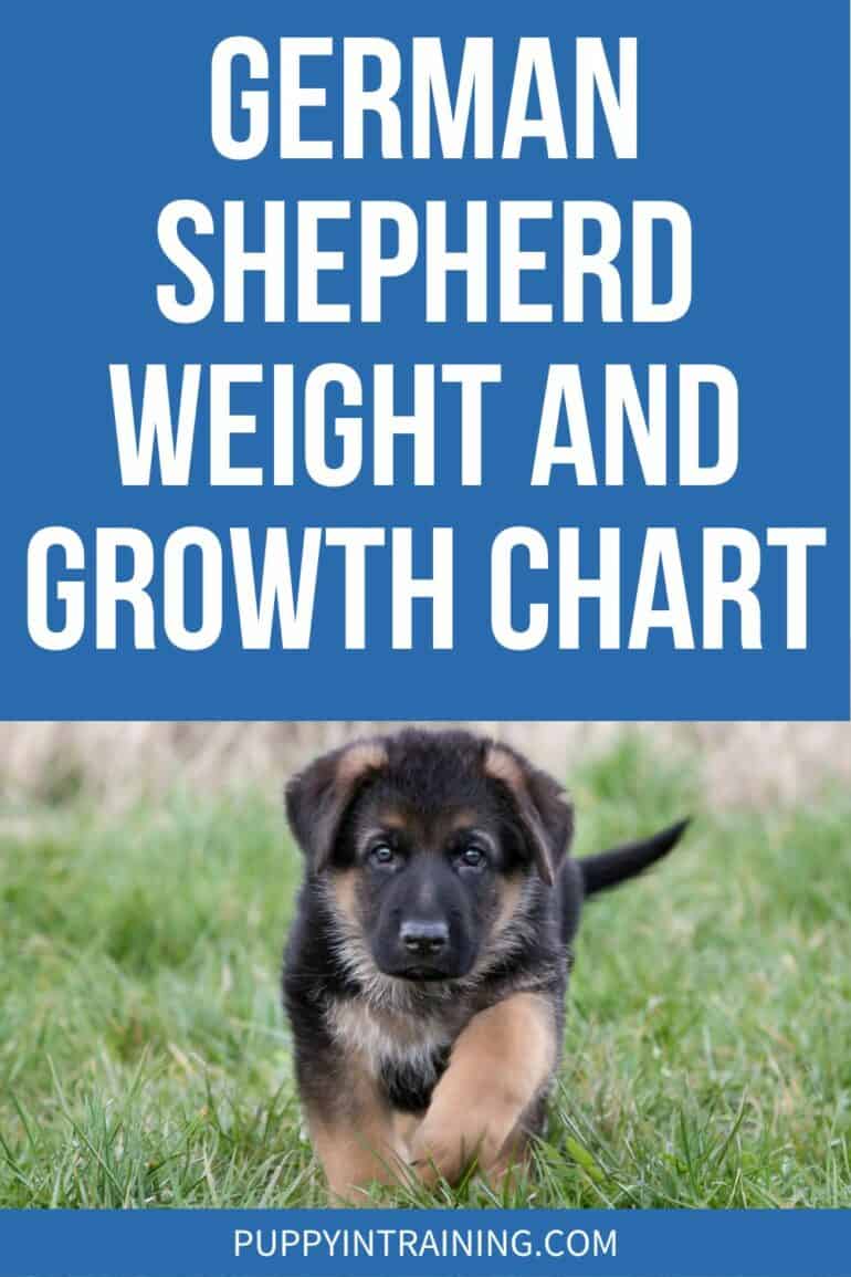 German Shepherd Weight and Growth Chart - Puppy In Training