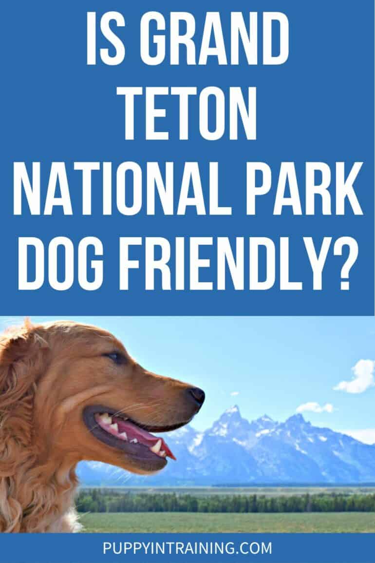 Is Grand Teton National Park Dog Friendly?