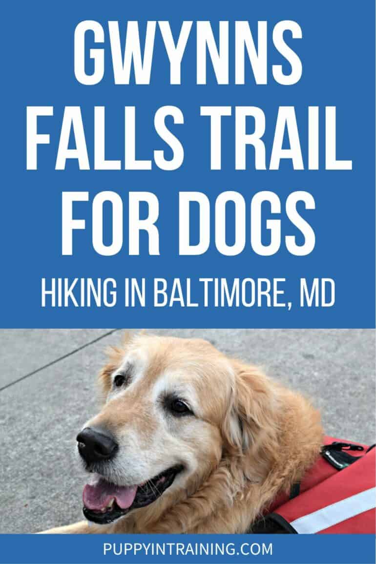 Gwynns Falls Trail For Dogs - Hiking in Baltimore, MD - Harley Golden Retriever