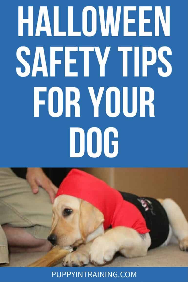 Halloween Safety Tips For Your Dog