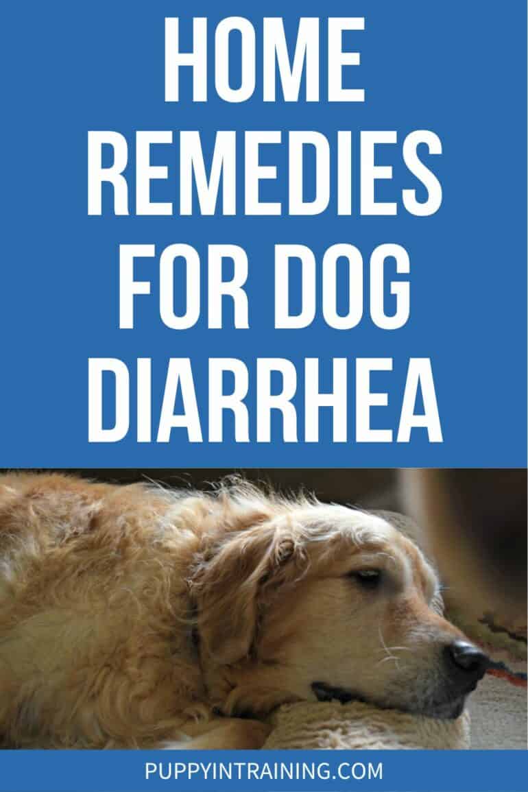 Home Remedies For Dog Diarrhea - Golden lying down sickly