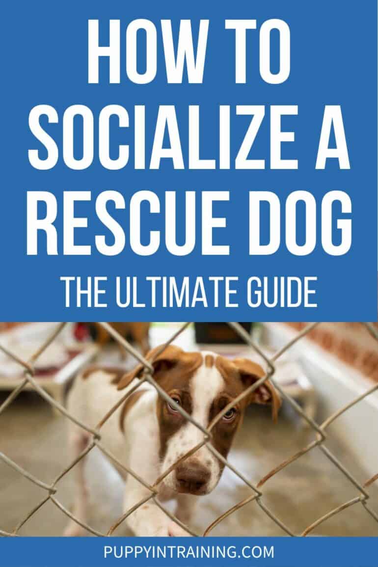 How to socialize a rescue dog - the ultimate guide - dog pawing at fence