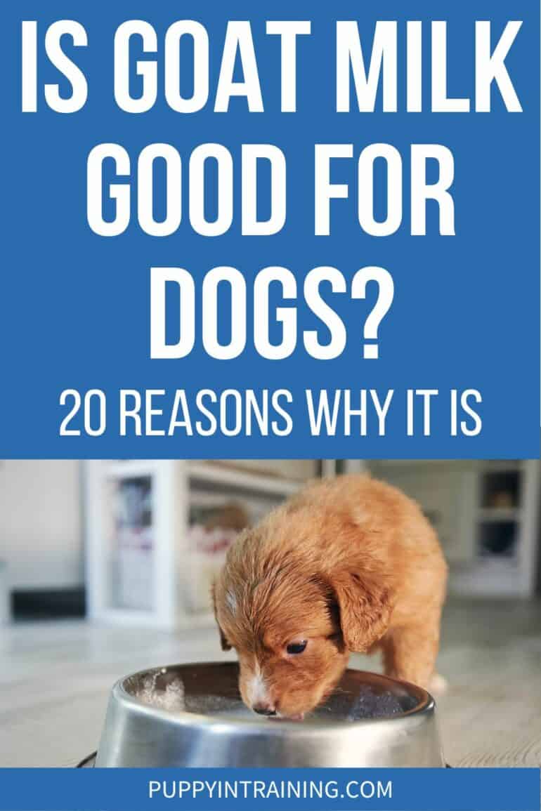 Is Goat Milk Good For Dogs? - 20 Reasons Why It Is - puppy drinking milk from bowl