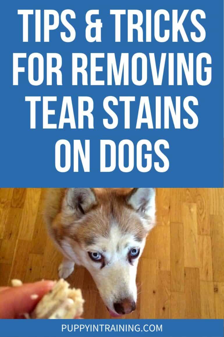 Tips & Tricks For Removing Tear Stains On Dogs - Puppy In Training