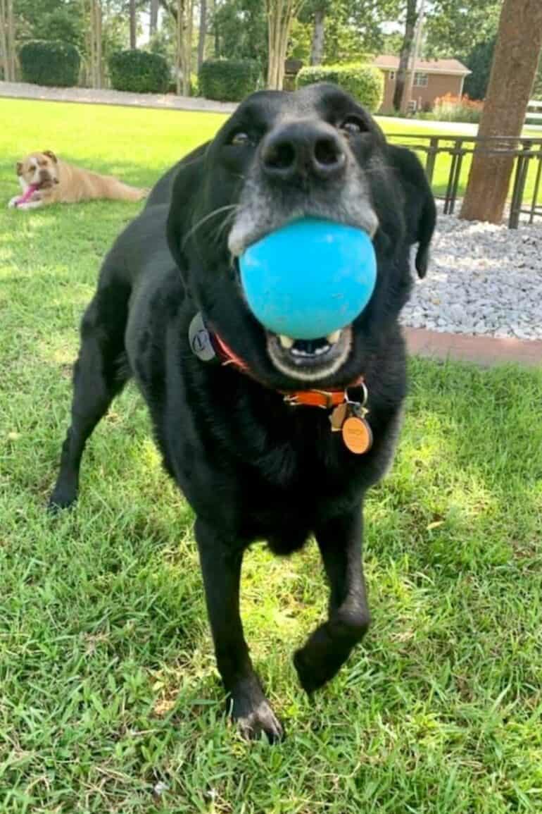 8 year old Lab mix Macy with her graying muzzle