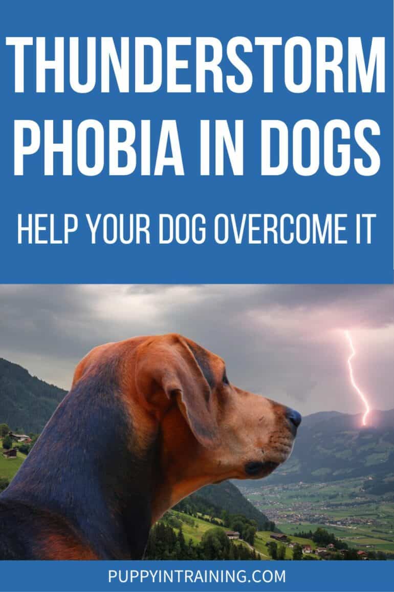 Thunderstorm Phobia In Dogs - Help Your Dog Overcome It - dog staring at lightning in background