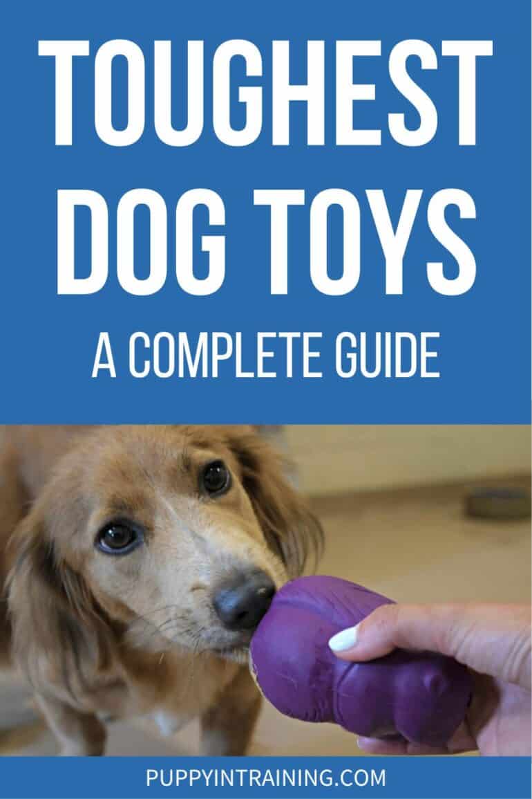 Toughest Dog Toys - A Complete Guide - Golden tugging on purple toy