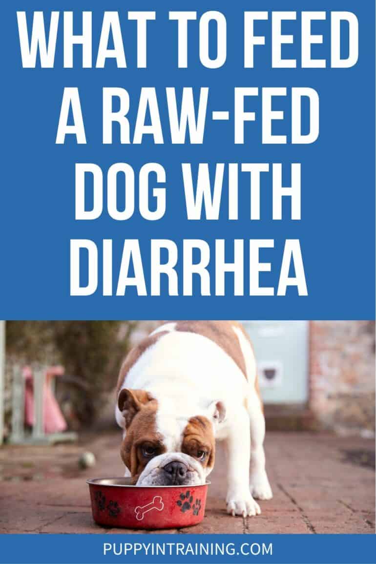 What To Feed A Raw-Fed Dog With Diarrhea - dog eating out of his bowl.