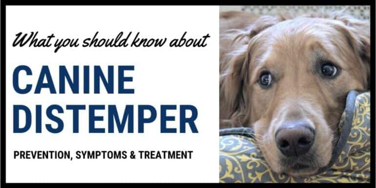 What you Should Know About Canine Distemper - Prevention Symptoms, & Treatment