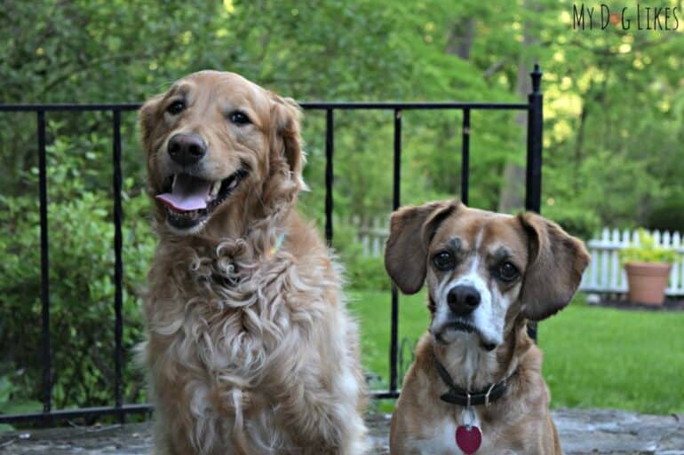 Charlie visiting with dog-cousin Mia in Baltimore, MD