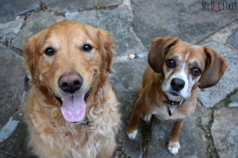 It is always good to see family - both human and canine!