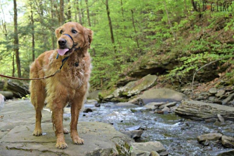 Golden Retriever along Kitchen Creek