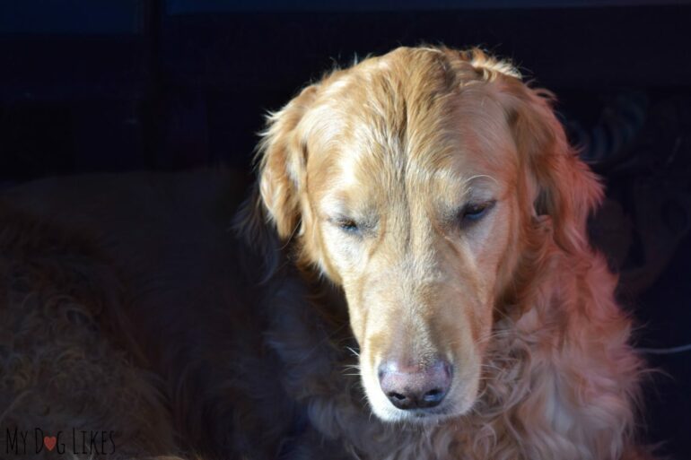 Charlie was exhausted after our hike at Rickett's Glen State Park!