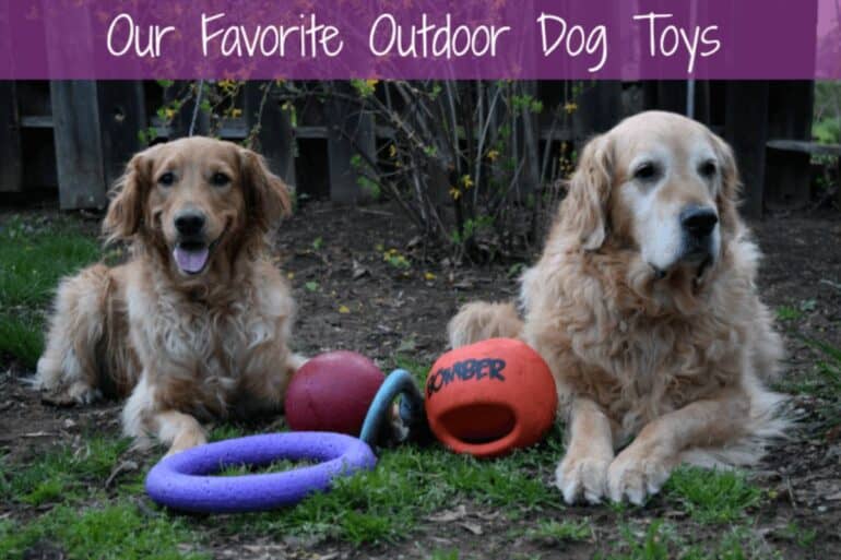 Our Favorite Outdoor Dog Toys - Two Goldens down stay with toys