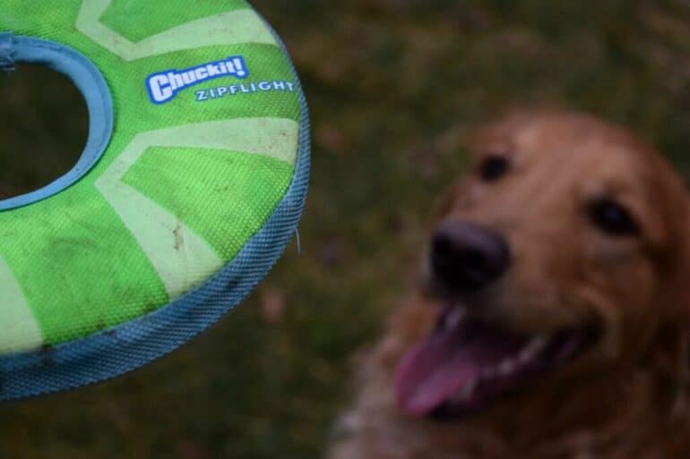 The Chuckit! Zipflight is perfect for fast dogs with lots of energy. It is also soft enough to be caught mid-air!