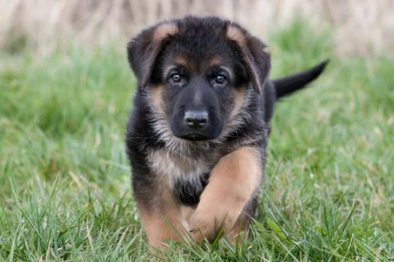 German Shepherd Puppy - Growth Chart - walking in the grass