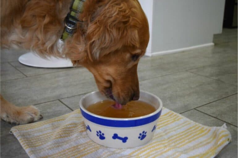 Adding a bit of broth to their water will entice your dog to drink more fluids