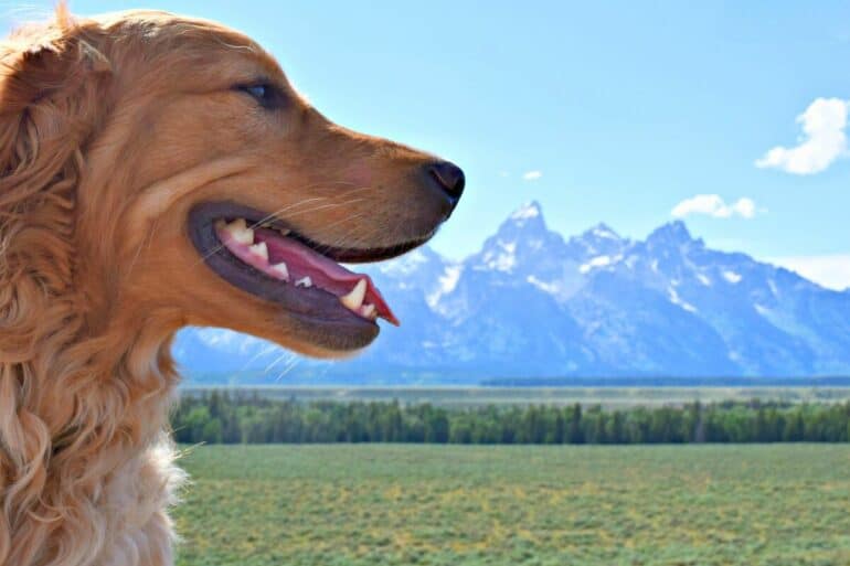 Is Grand Teton National Park Dog Friendly? - Golden and mountains