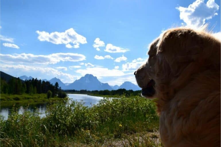 The view along the Snake River toward the Teton Range